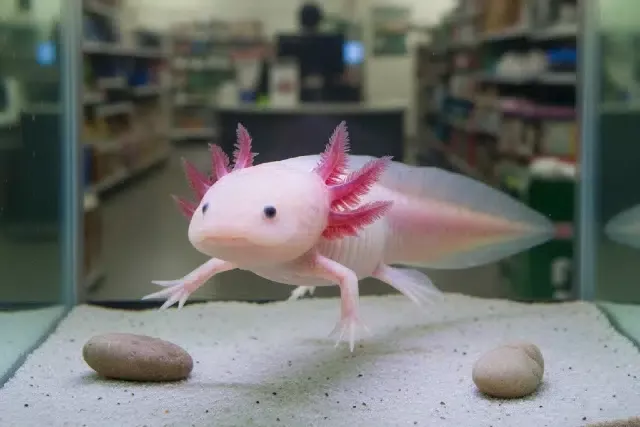Axolotl: Biology and Unmatched Regeneration