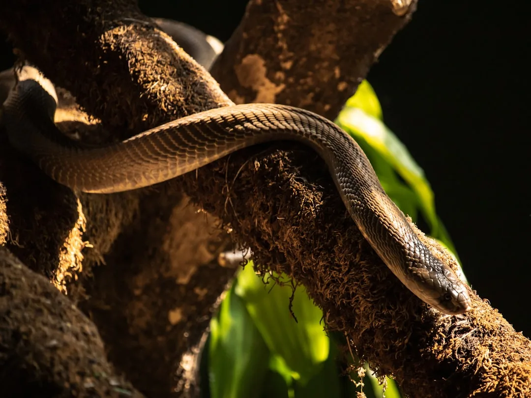 King Cobra: The World's Longest Venomous Snake