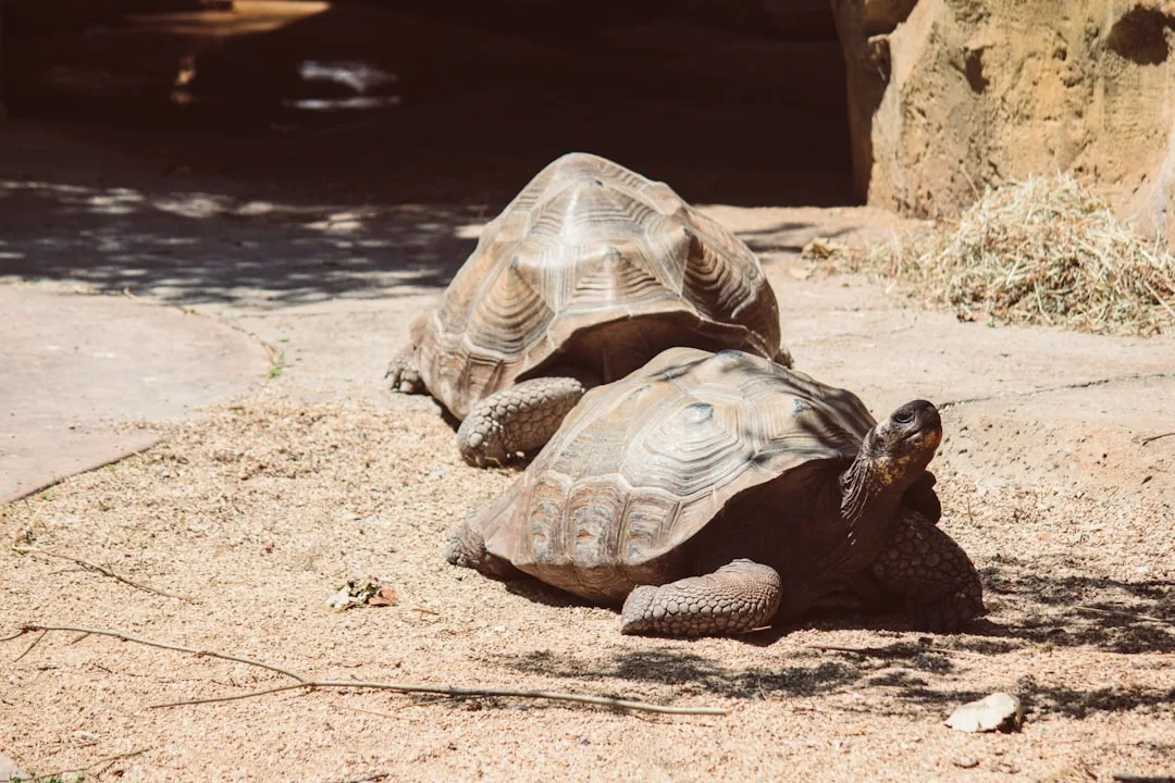 Galapagos Tortoise: A Remarkable Survivor