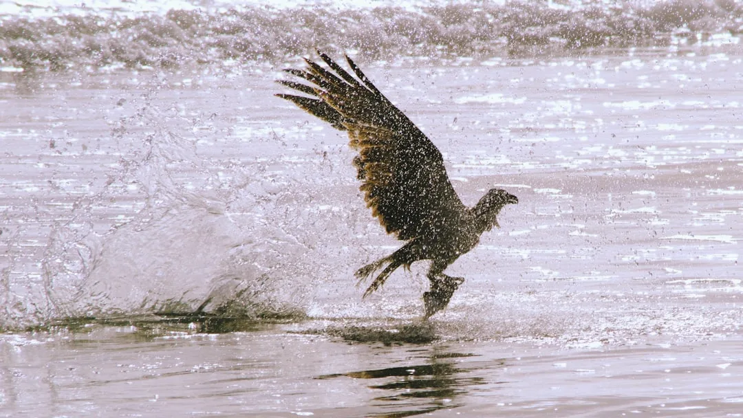 Raptors: The Apex Predators in the Skies