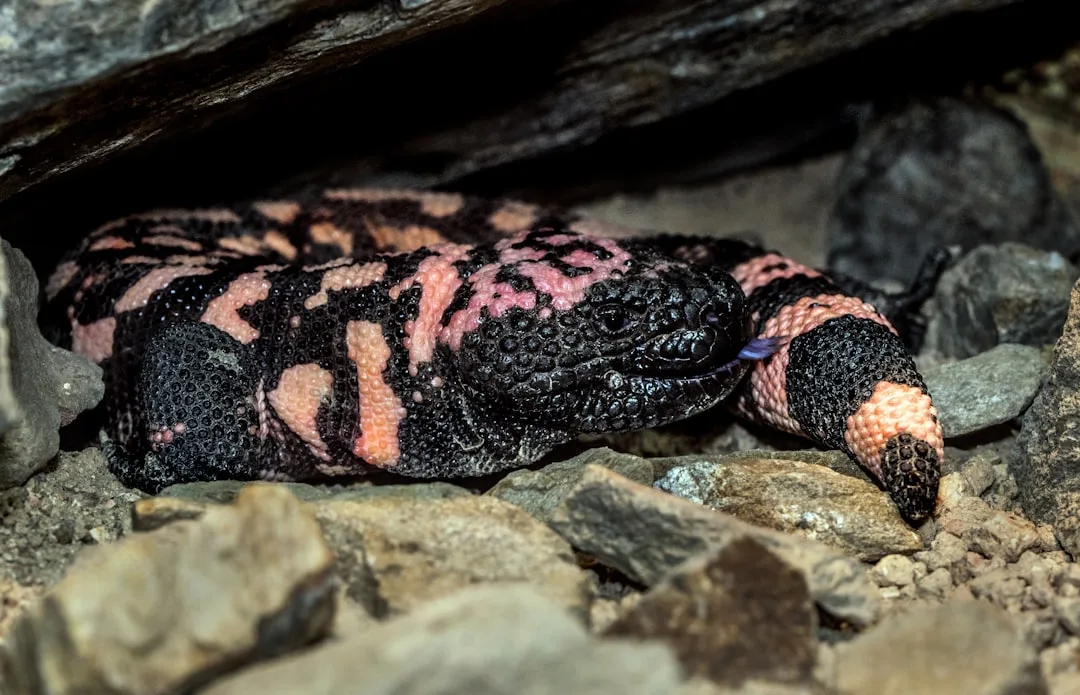 Gila Monster: A Venomous Lizard of North America