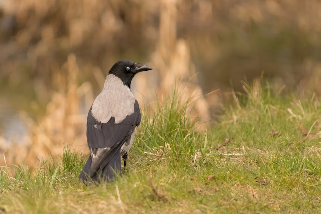Eurasian Magpie: A Look at One of the Smartest Birds