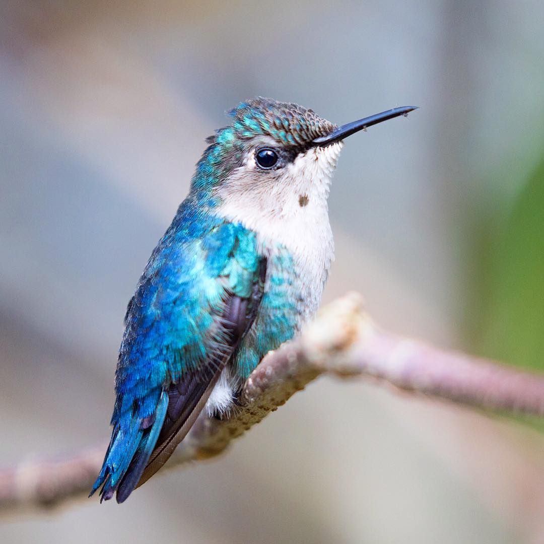 Bee Hummingbird: The World's Smallest Bird Explored