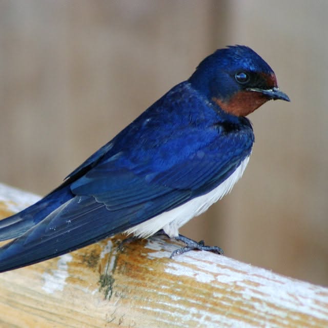 Barn Swallow: The Widespread Bird