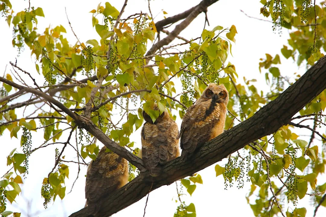 Great Horned Owl: Versatile Nocturnal Hunter