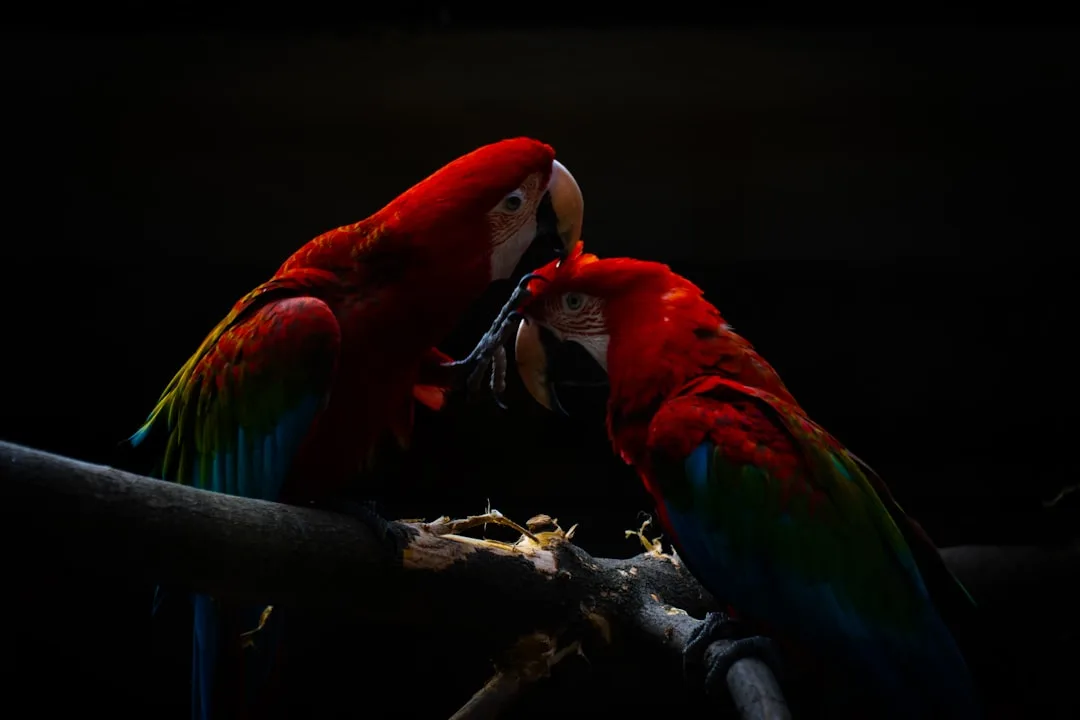 Scarlet Macaw