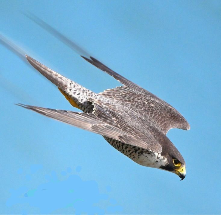 Peregrine Falcon: Habitat, Size and Diet