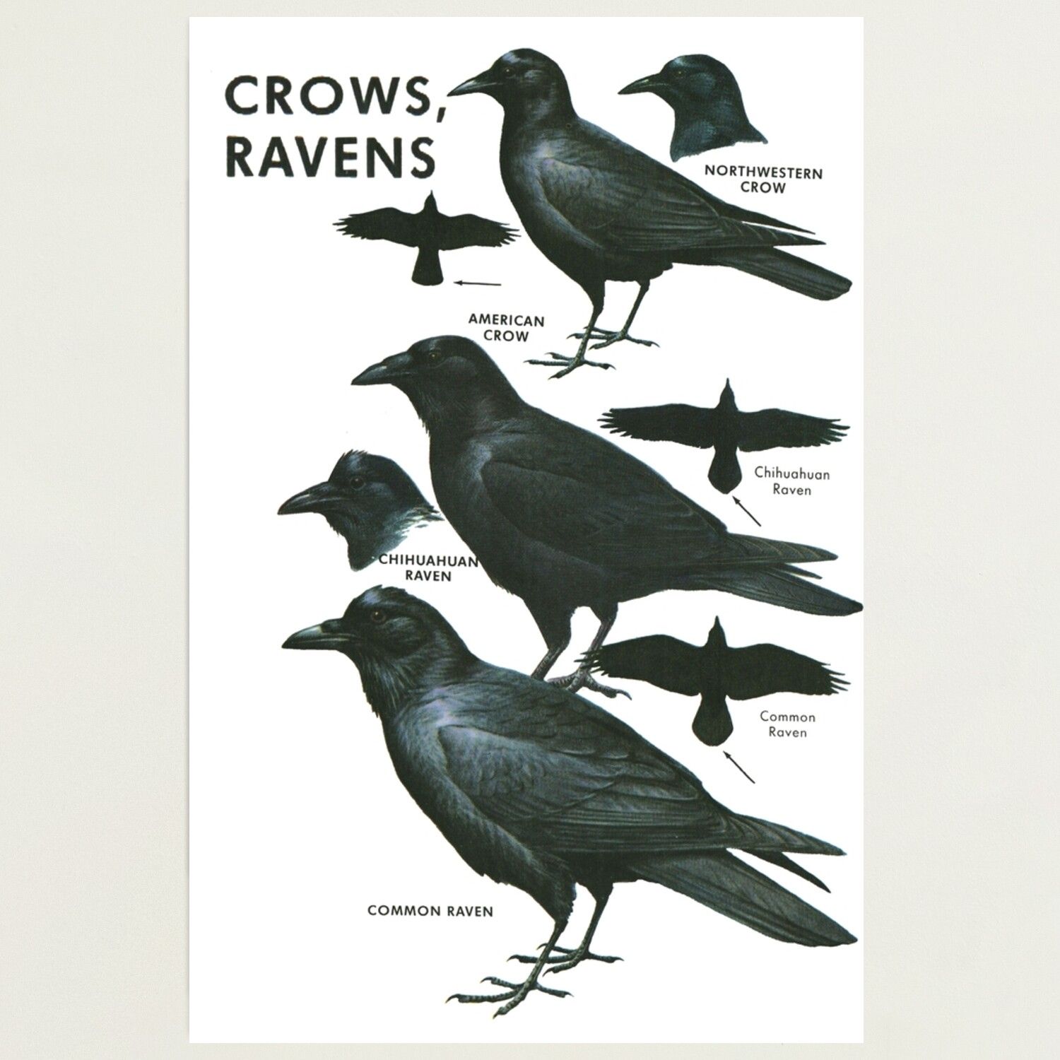 Crows and Ravens: Comparing Their Intelligence to Primates