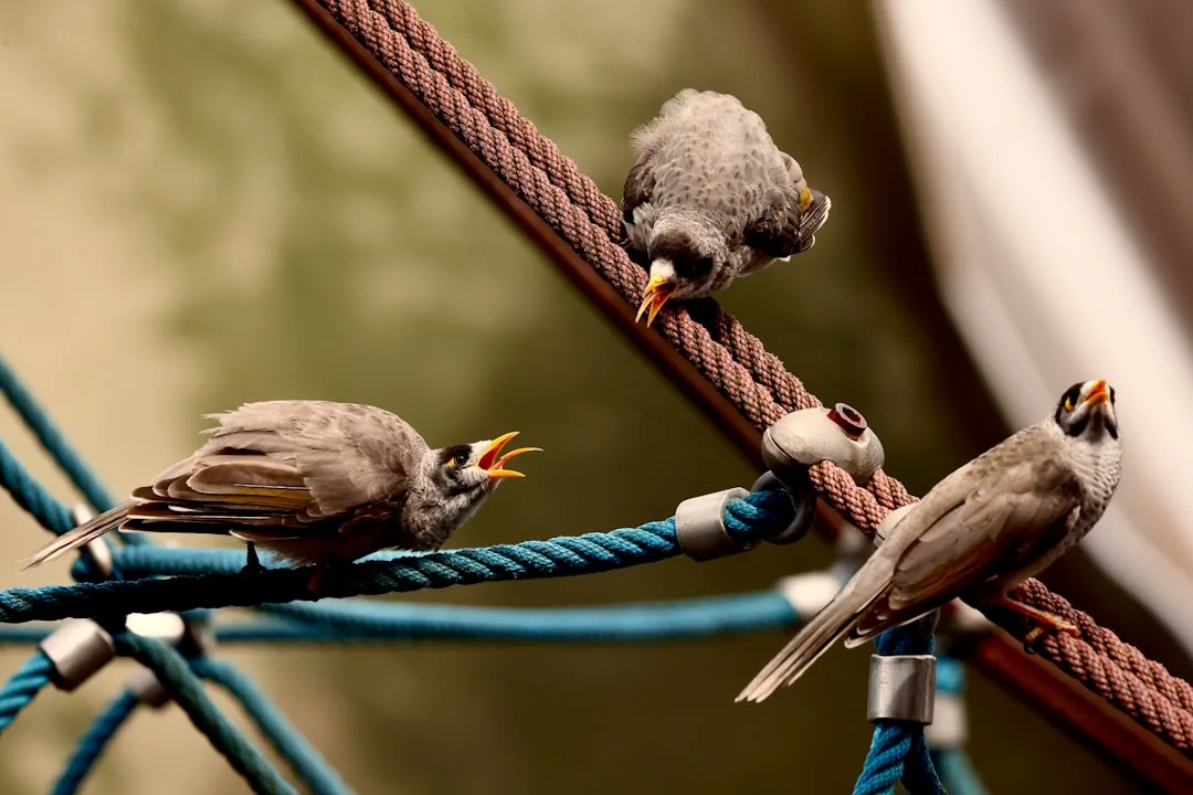 Songbirds: The Musicians of the Natural World