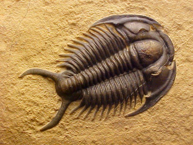 Trilobites: Ancient Marine Creatures