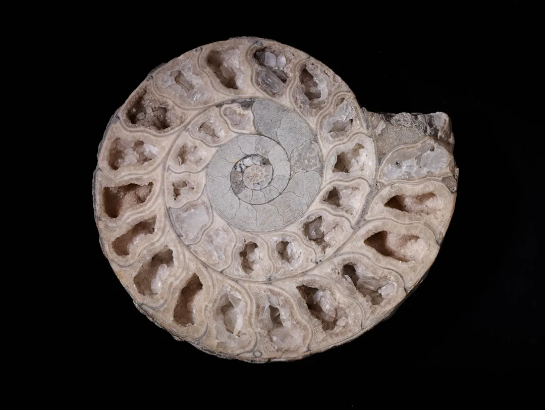 Ammonites: The Spirals of Time