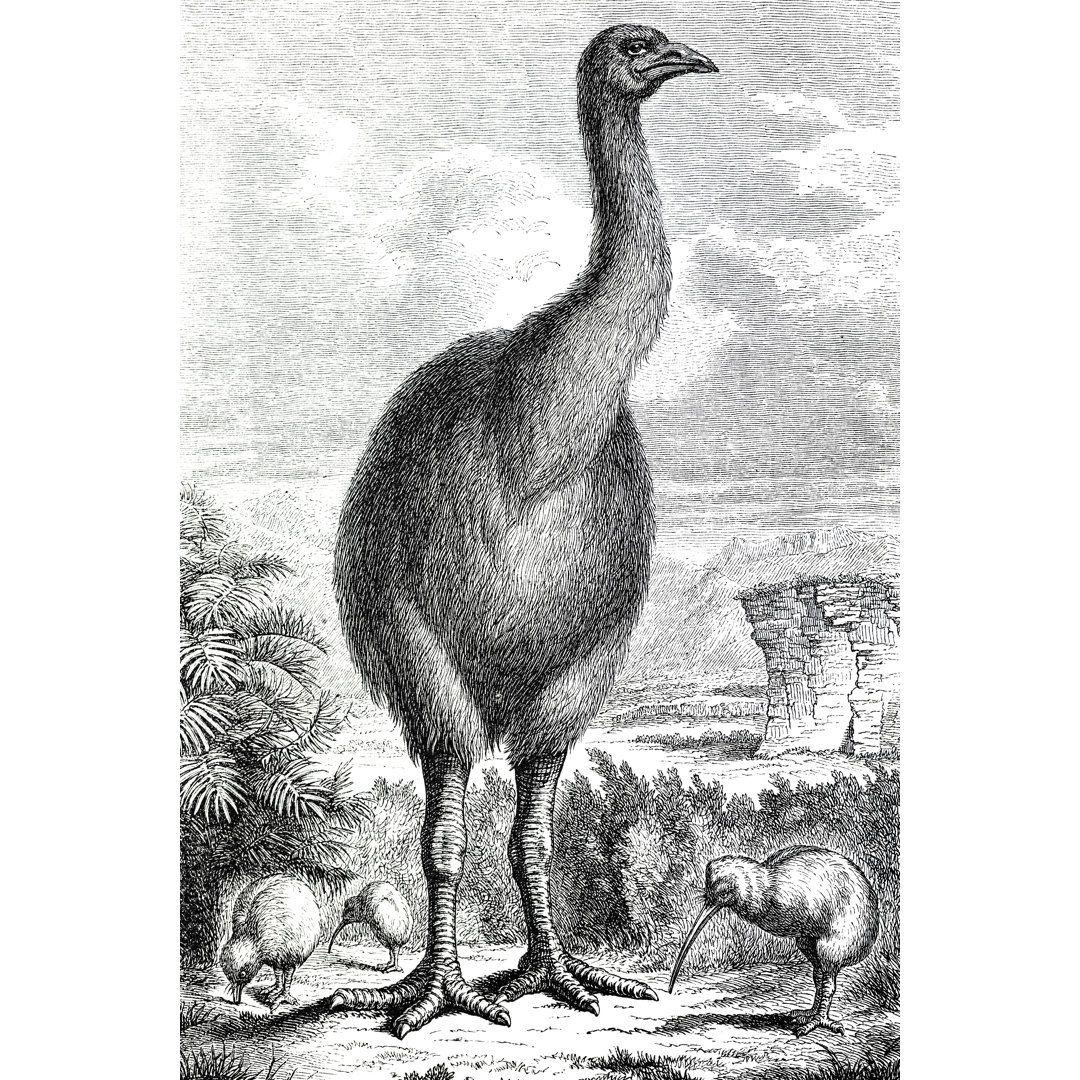 Moa: The Wingless Herbivore of New Zealand