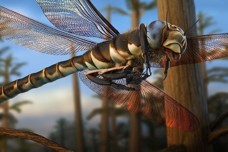 Meganeuropsis: The Largest Insect in History