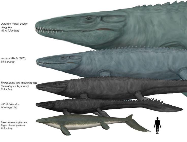Mosasaurus: Apex Predator of the Cretaceous