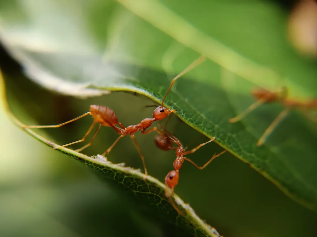 Red Imported Fire Ant: A Costly Invasive Threat