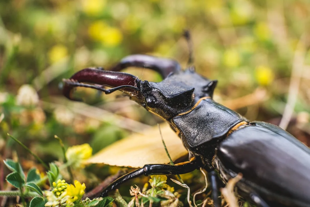 European Stag Beetle