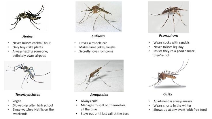 Mosquitoes: Biology and Disease Transmission