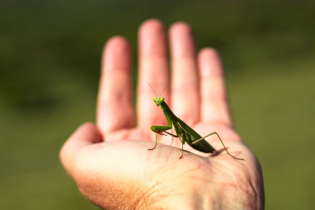 European Praying Mantis Traits