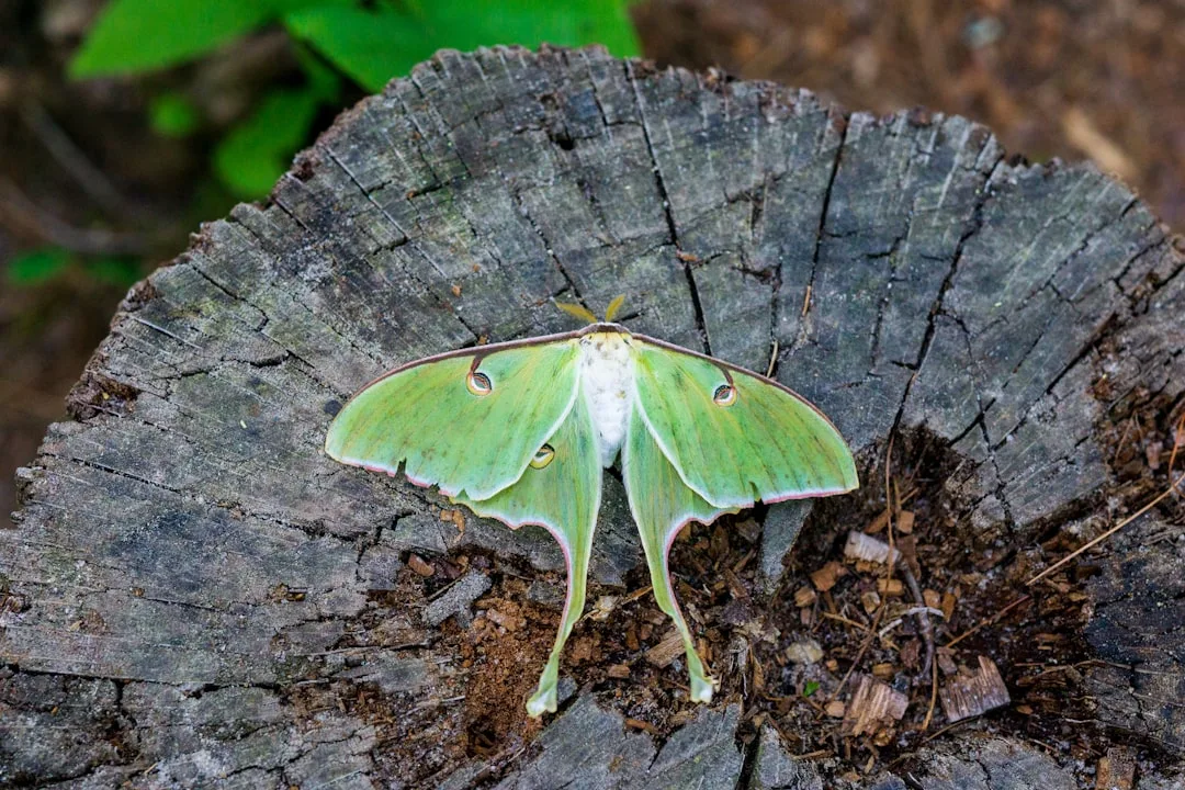 Discover the Enigmatic Luna Moth