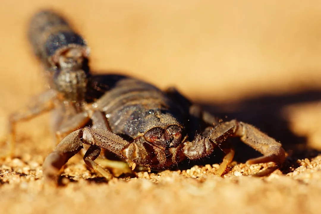 Deathstalker Scorpion: Facts and Trivia