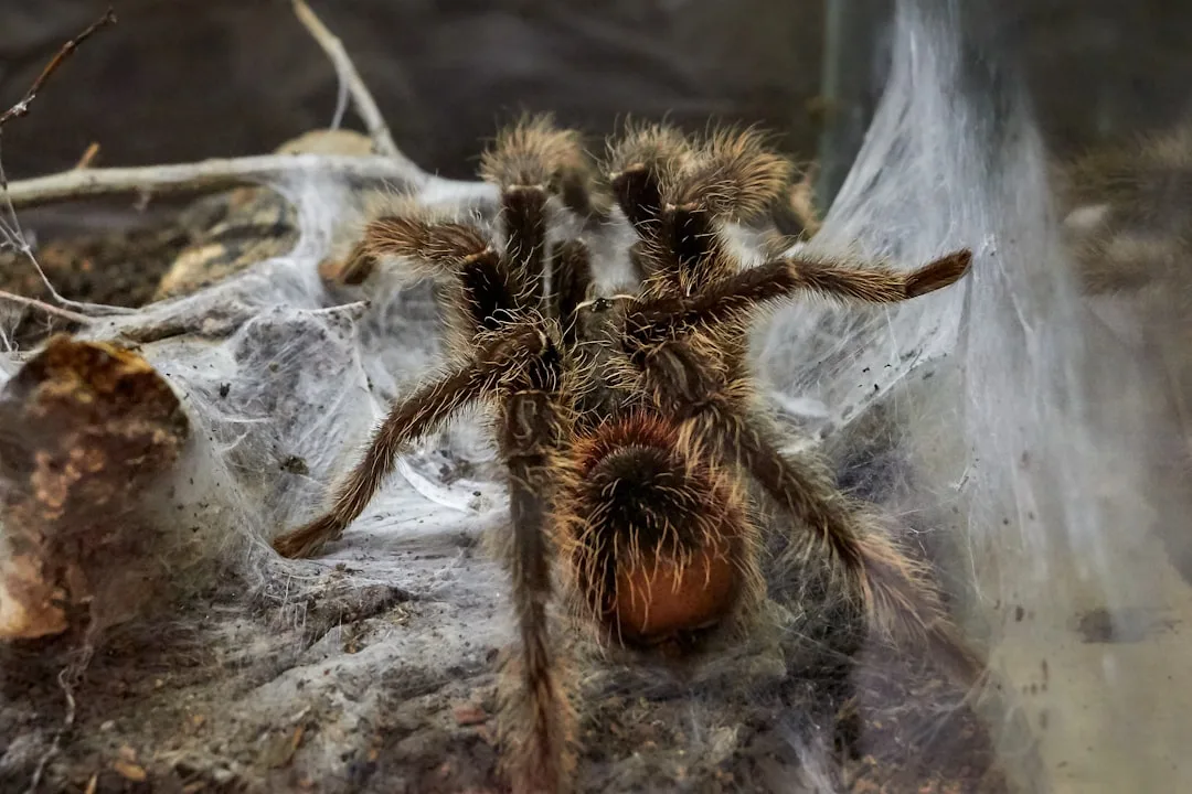 Goliath Birdeater Tarantula: Lifespan and Habits
