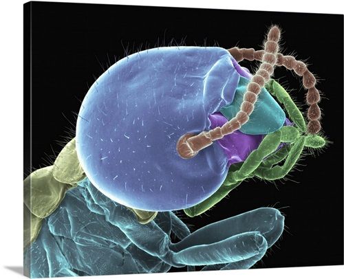 Formosan Subterranean Termite: An Invasive Threat