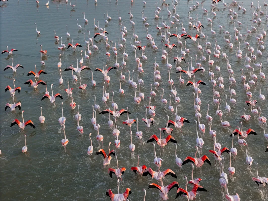 Why Flamingos Are Pink: The Chemistry Behind Their Color