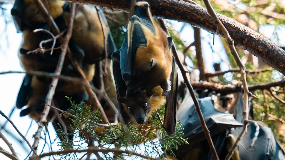 Fruit Bat: Guardians of the Forest Ecosystem