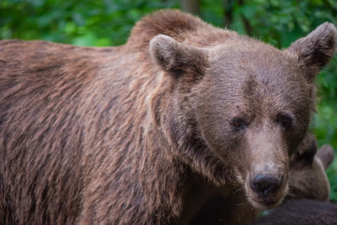 Brown Bear: Traits and Habits of a Widespread Species
