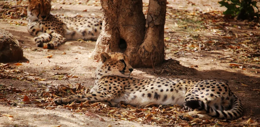 Cheetah: Fastest Land Animal Facts