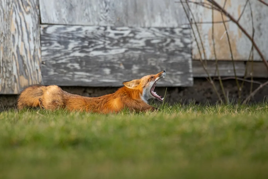 Red Fox: The Most Widespread Carnivore