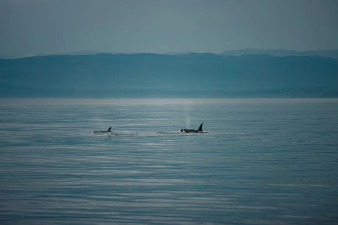 Orca (Killer Whale): The Ocean's Apex Predator