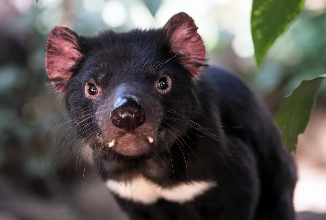 Tasmanian Devil: The Largest Carnivorous Marsupial