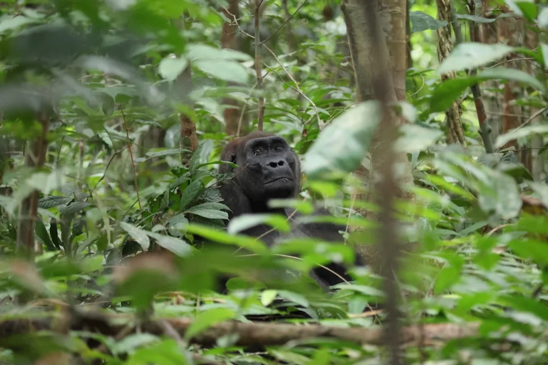 Mountain Gorilla: Conservation Success Story