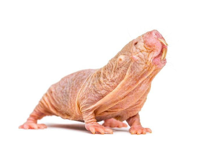 Naked Mole-Rat: A Look at This Unusual Mammal