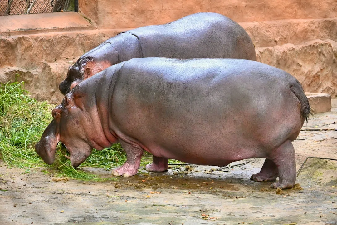 Hippopotamus: Unique Traits and Habitat