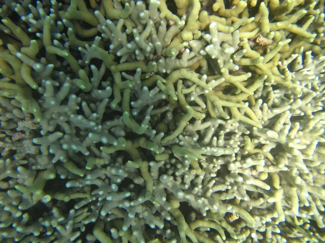 Staghorn Coral: Traits and Restoration Efforts
