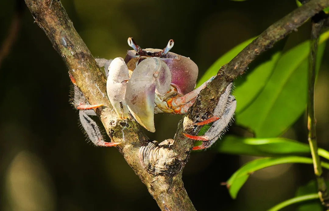 Coconut Crab: Nature's Giant Arthropod