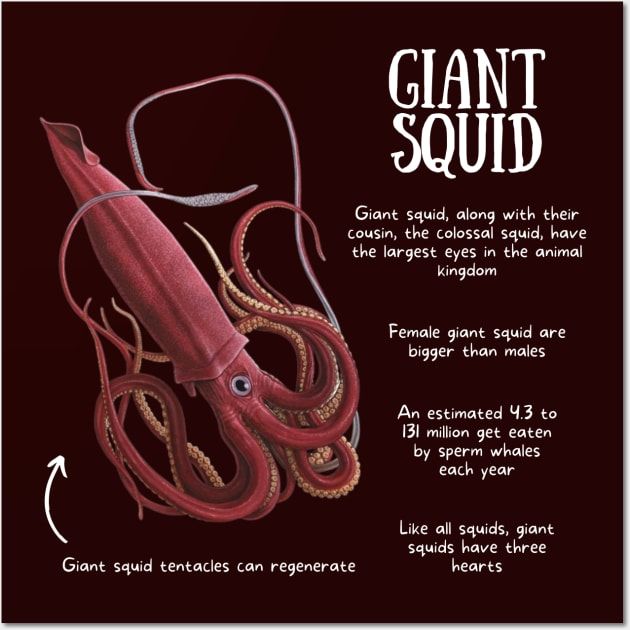 Giant Squid: Elusive Ocean Ruler