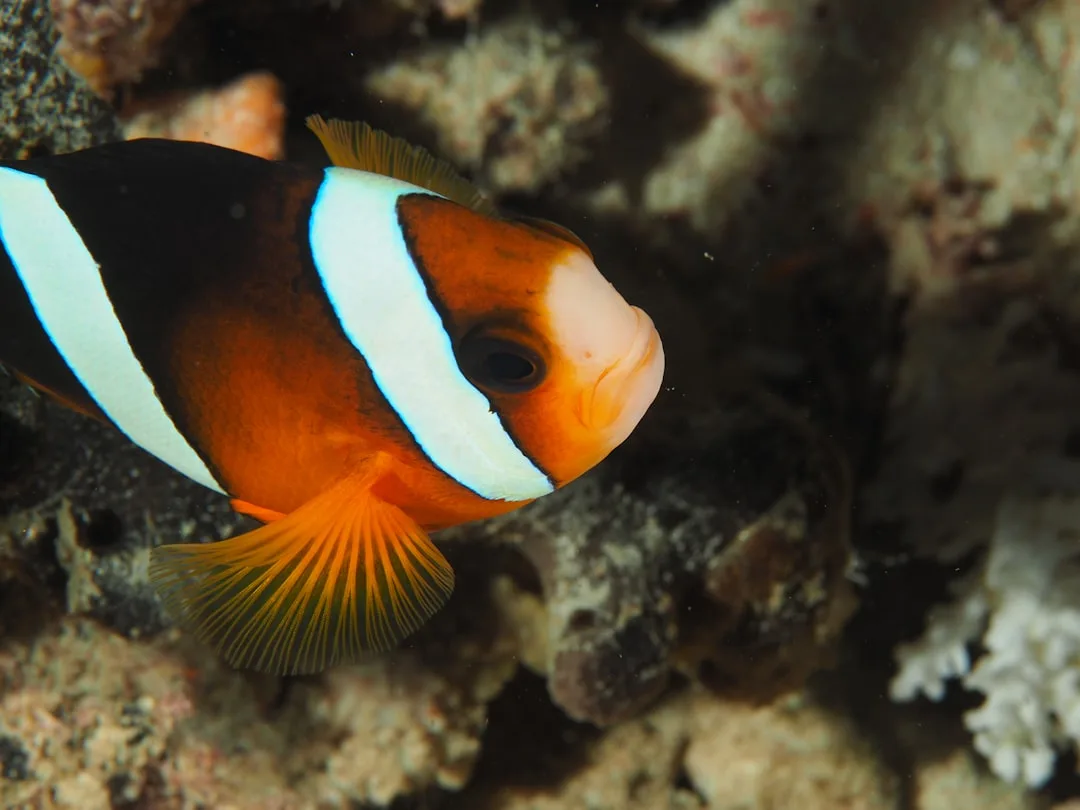 Clownfish: Colorful Reef Survivors