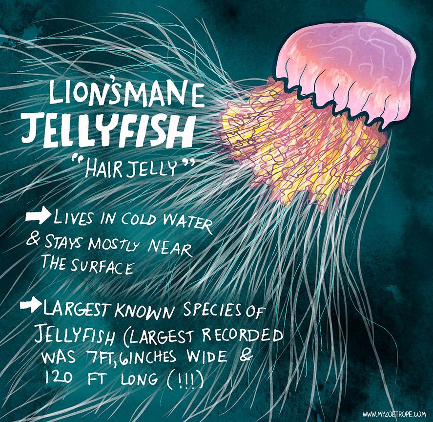 Lion's Mane Jellyfish