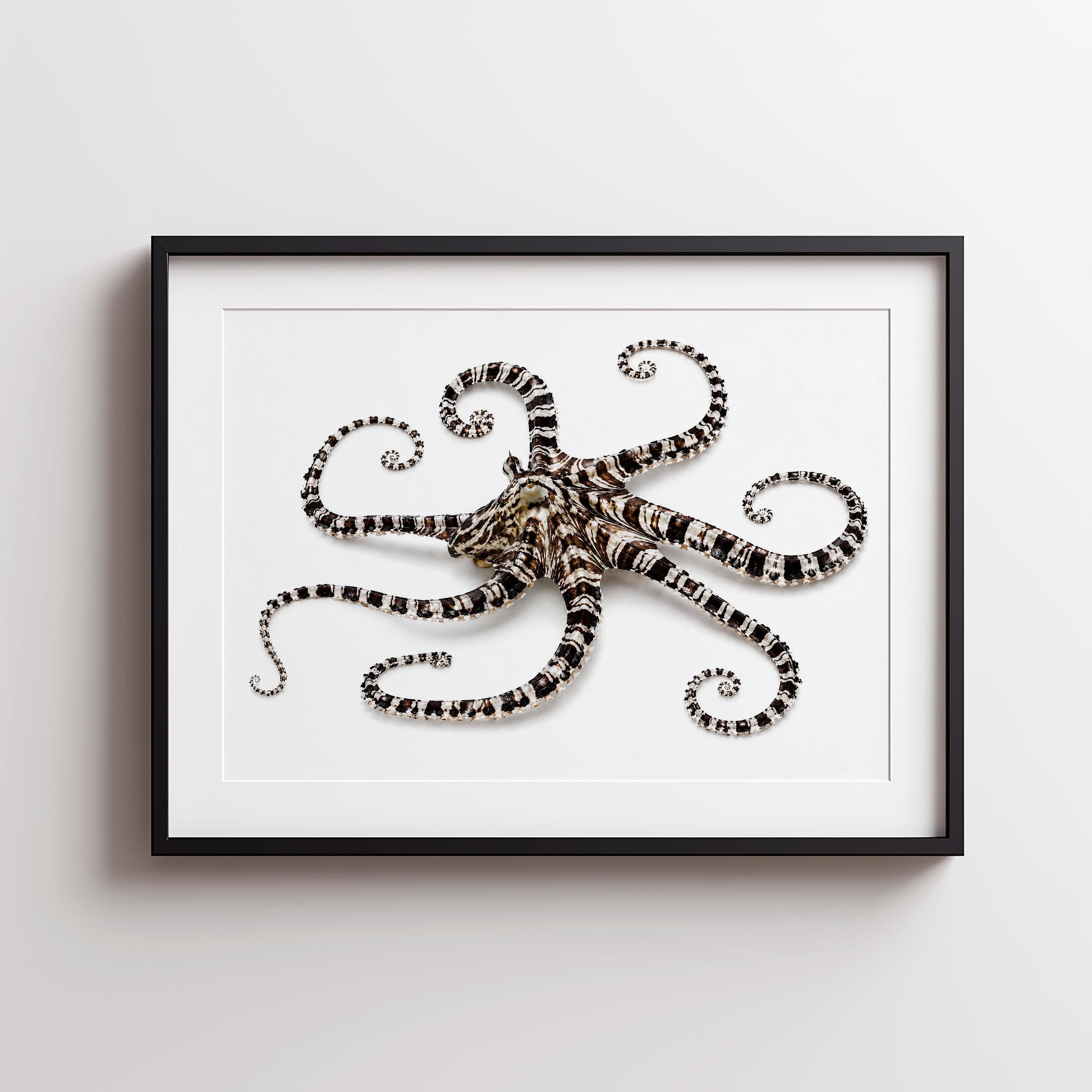 Mimic Octopus: Habitat, Size and Behaviour
