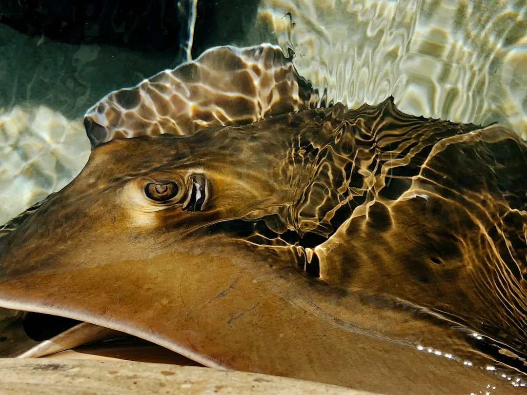 Southern Stingray: Facts and Features