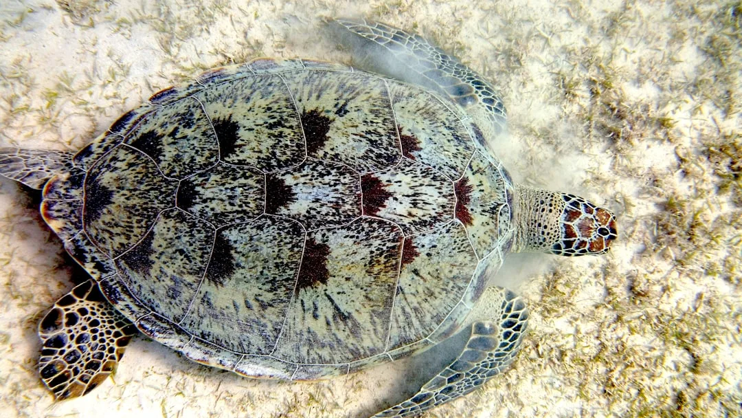 Hawksbill Turtle: Endangered Beauty