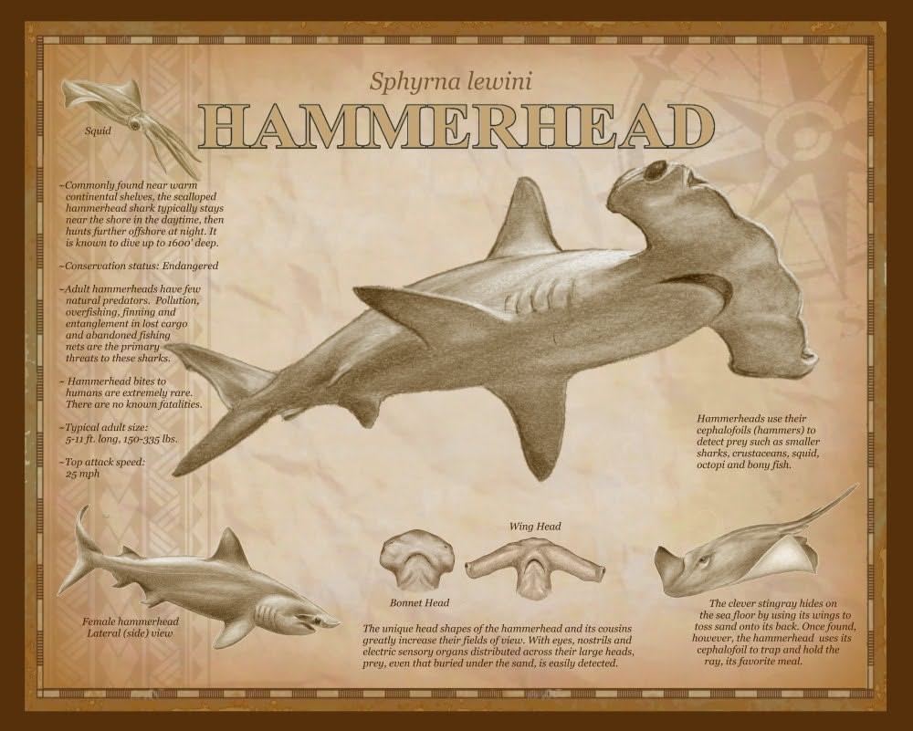 Scalloped Hammerhead Shark
