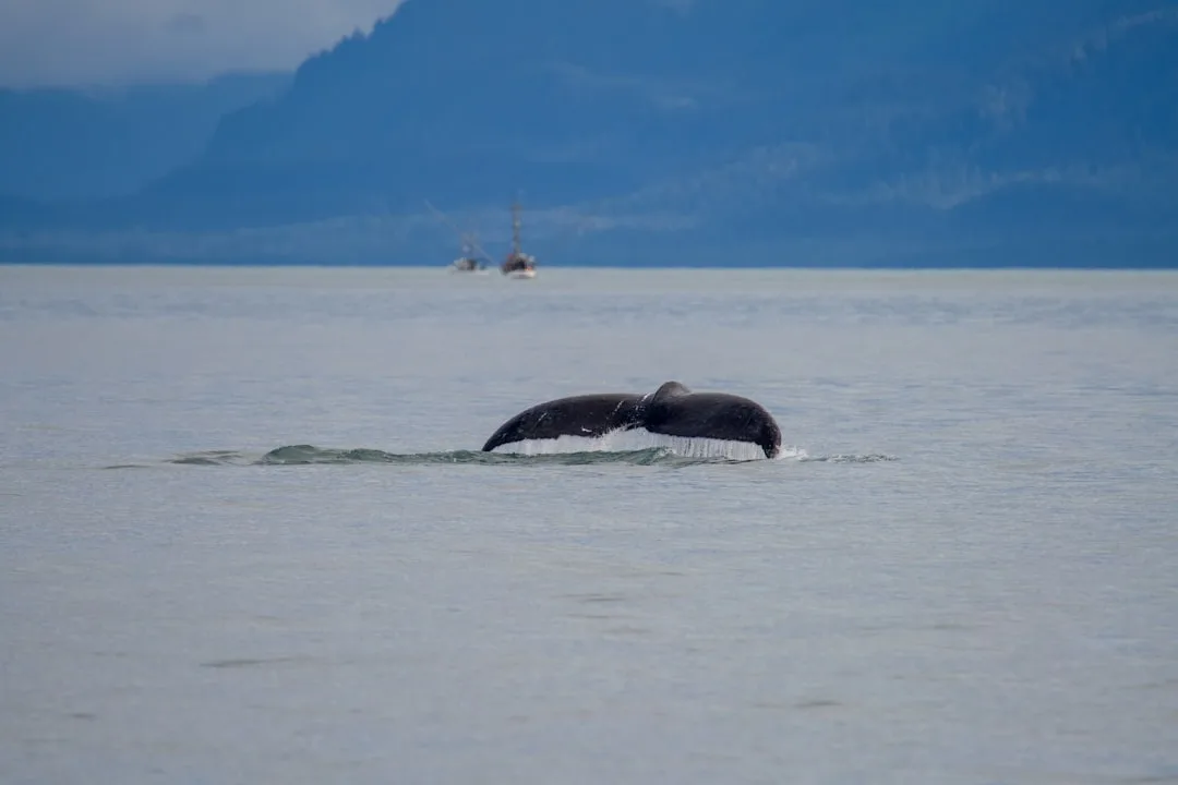 Humpback Whale