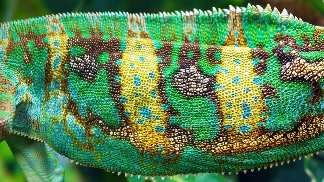 Veiled Chameleon: Adaptations and Facts