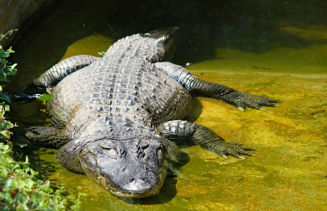American Alligator: Habitat and Unique Facts