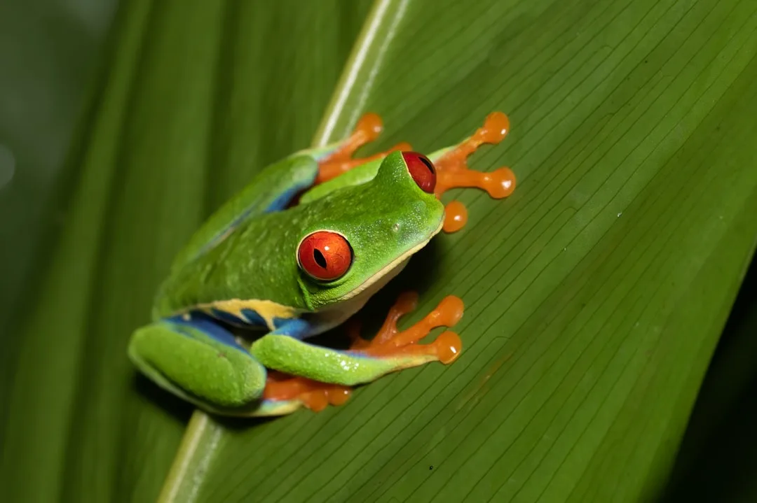 Red-Eyed Tree Frog: An Icon of Neotropical Wildlife