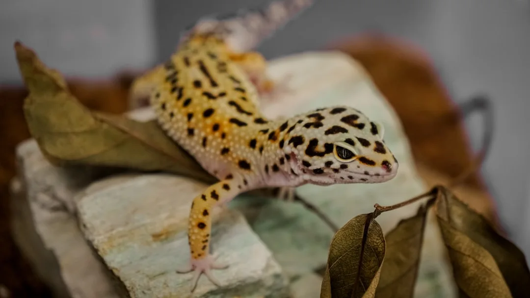 Leopard Gecko: Popular Pet and Fascinating Facts